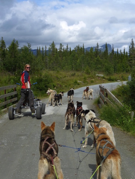 Husky Cart  Safari